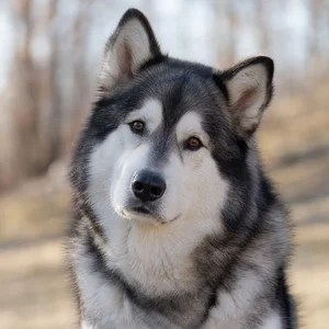 Alaskan Malamute — alert