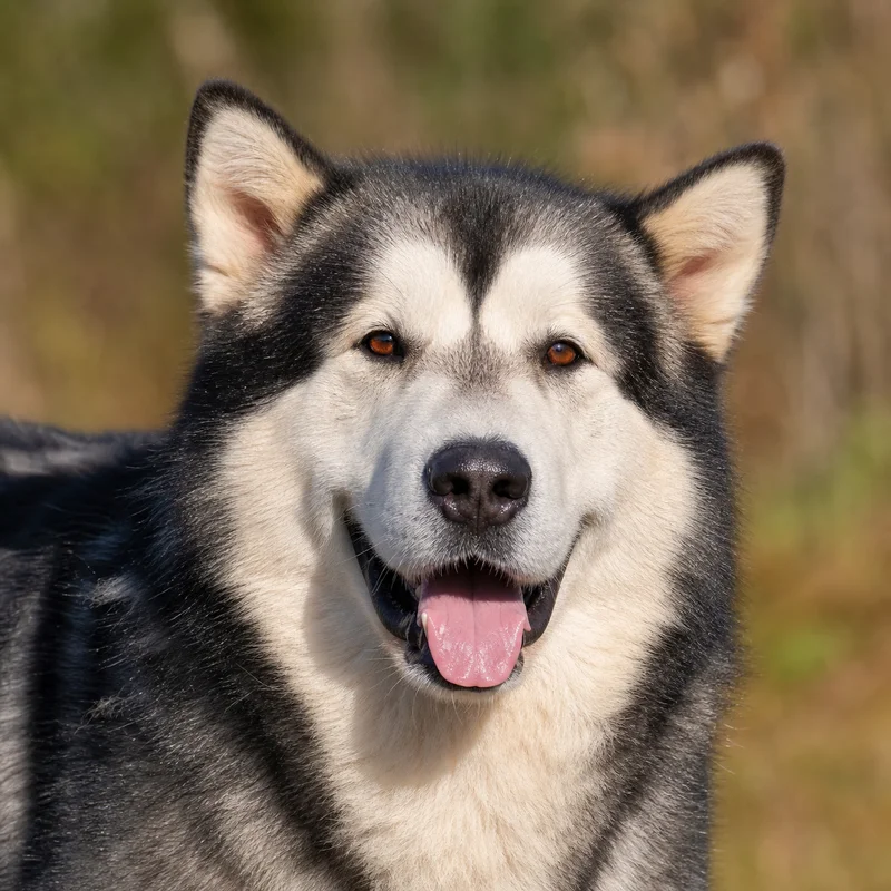 Alaskan Malamute — happy