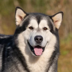 Alaskan Malamute — happy