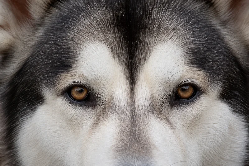 Alaskan Malamute — eyes
