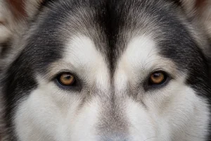 Alaskan Malamute — eyes