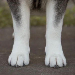 Alaskan Malamute — paws