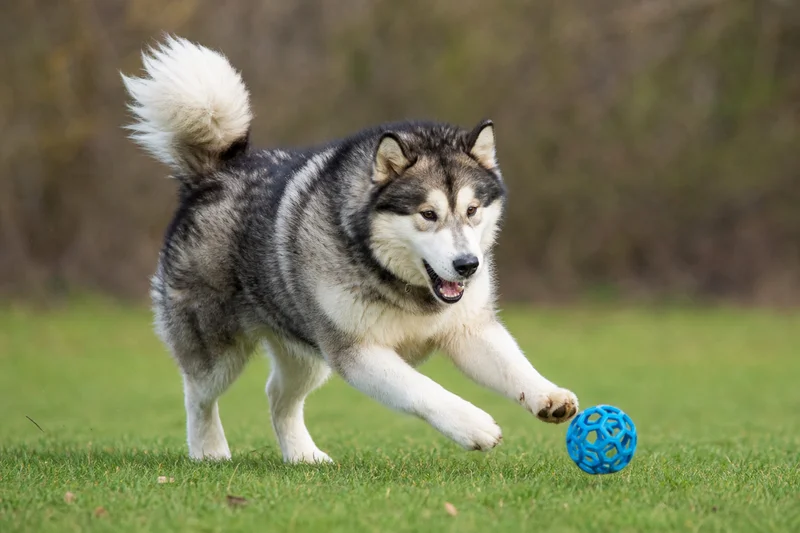 Alaskan Malamute — playing