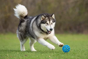 Alaskan Malamute — playing