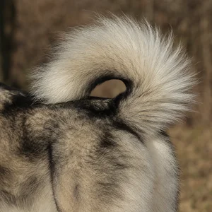 Alaskan Malamute — tail