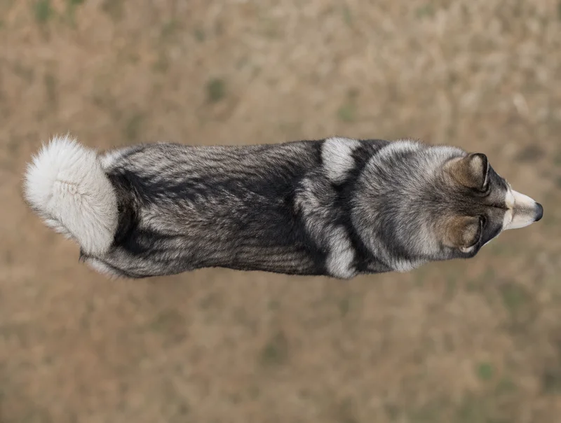Alaskan Malamute — top