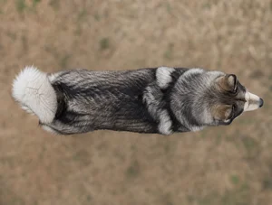 Alaskan Malamute — top