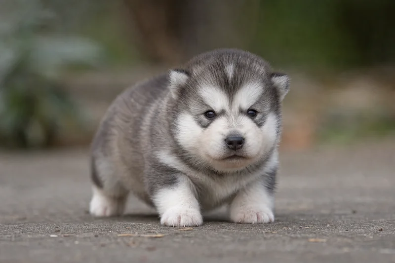 Alaskan Malamute — young puppy (~1 mo)