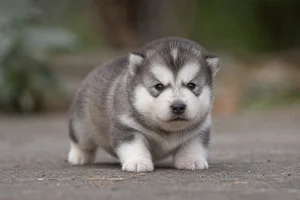 Alaskan Malamute — young puppy (~1 mo)