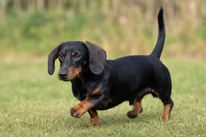 Alpine Dachsbracke — running