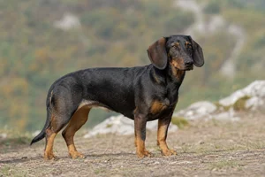 Alpine Dachsbracke — adult
