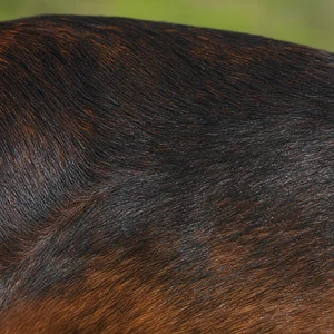 Alpine Dachsbracke — coat texture