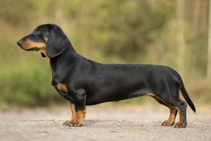 Alpine Dachsbracke — Black with tan markings coat