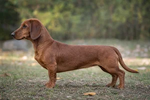 Alpine Dachsbracke — Dark deer red coat