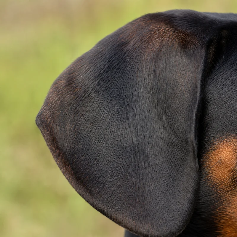 Alpine Dachsbracke — ears