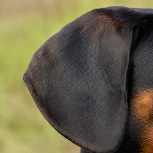 Alpine Dachsbracke — ears