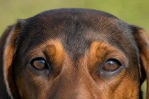 Alpine Dachsbracke — eyes
