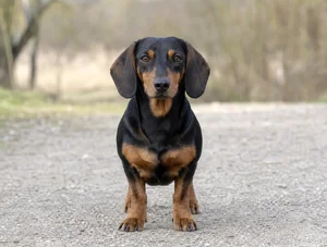 Alpine Dachsbracke — front