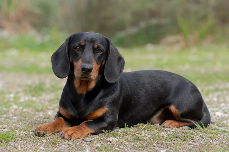 Alpine Dachsbracke — lying down