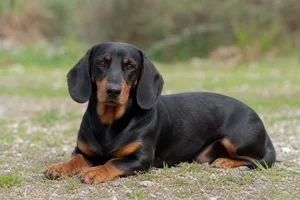 Alpine Dachsbracke — lying down