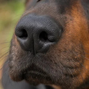 Alpine Dachsbracke — nose