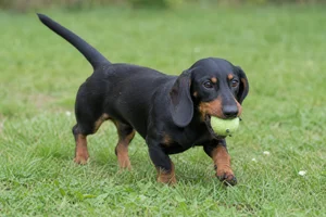 Alpine Dachsbracke — playing