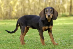 Alpine Dachsbracke — puppy (~4 mo)