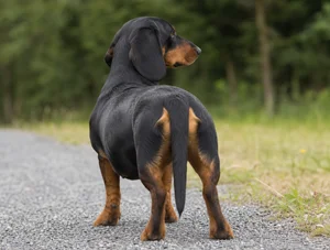 Alpine Dachsbracke — rear