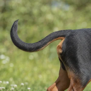 Alpine Dachsbracke — tail