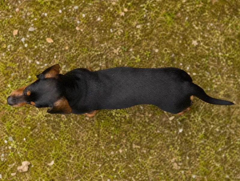 Alpine Dachsbracke — top