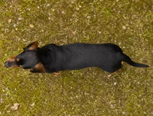 Alpine Dachsbracke — top