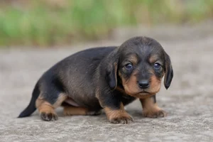Alpine Dachsbracke — young puppy (~1 mo)