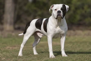 American Bulldog — adult