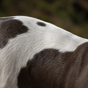 American Bulldog — coat texture
