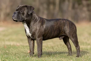 American Bulldog — Solid Brindle coat