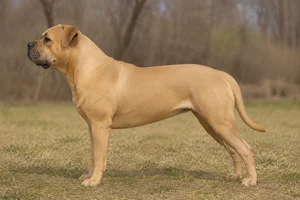 American Bulldog — Solid Fawn coat