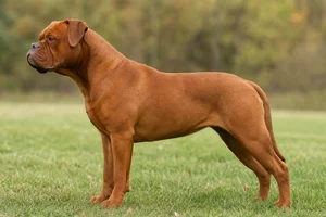 American Bulldog — Solid Red coat