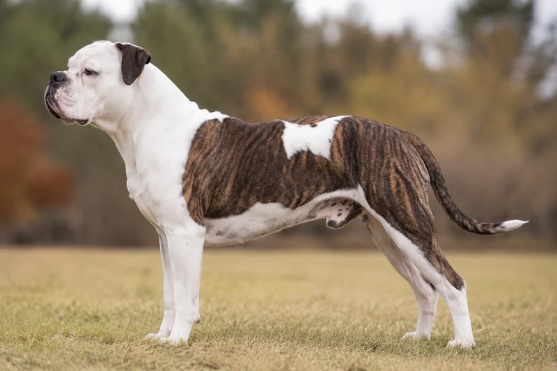 American Bulldog — White with Brindle coat