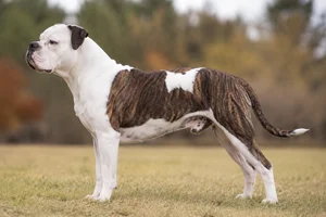 American Bulldog — White with Brindle coat