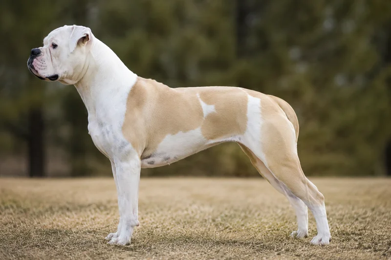 American Bulldog — White with Fawn coat