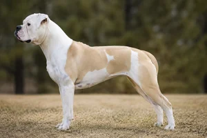 American Bulldog — White with Fawn coat