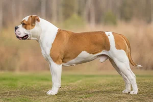 American Bulldog — White with Red coat