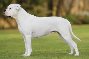 American Bulldog — White coat