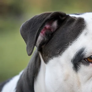American Bulldog — ears