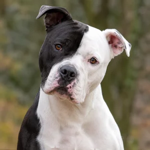 American Bulldog — alert