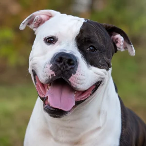 American Bulldog — happy