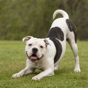 American Bulldog — playful