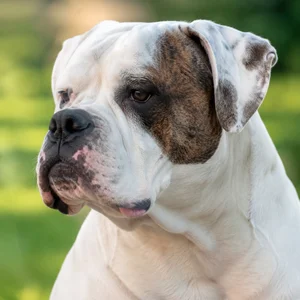 American Bulldog — relaxed