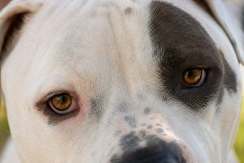 American Bulldog — eyes