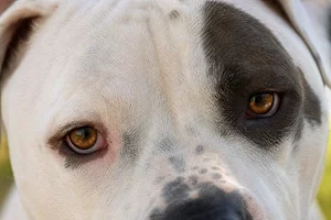 American Bulldog — eyes